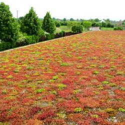 Icopal - tappetino per vegetazione estensiva per tetti piani Icomat Green 317